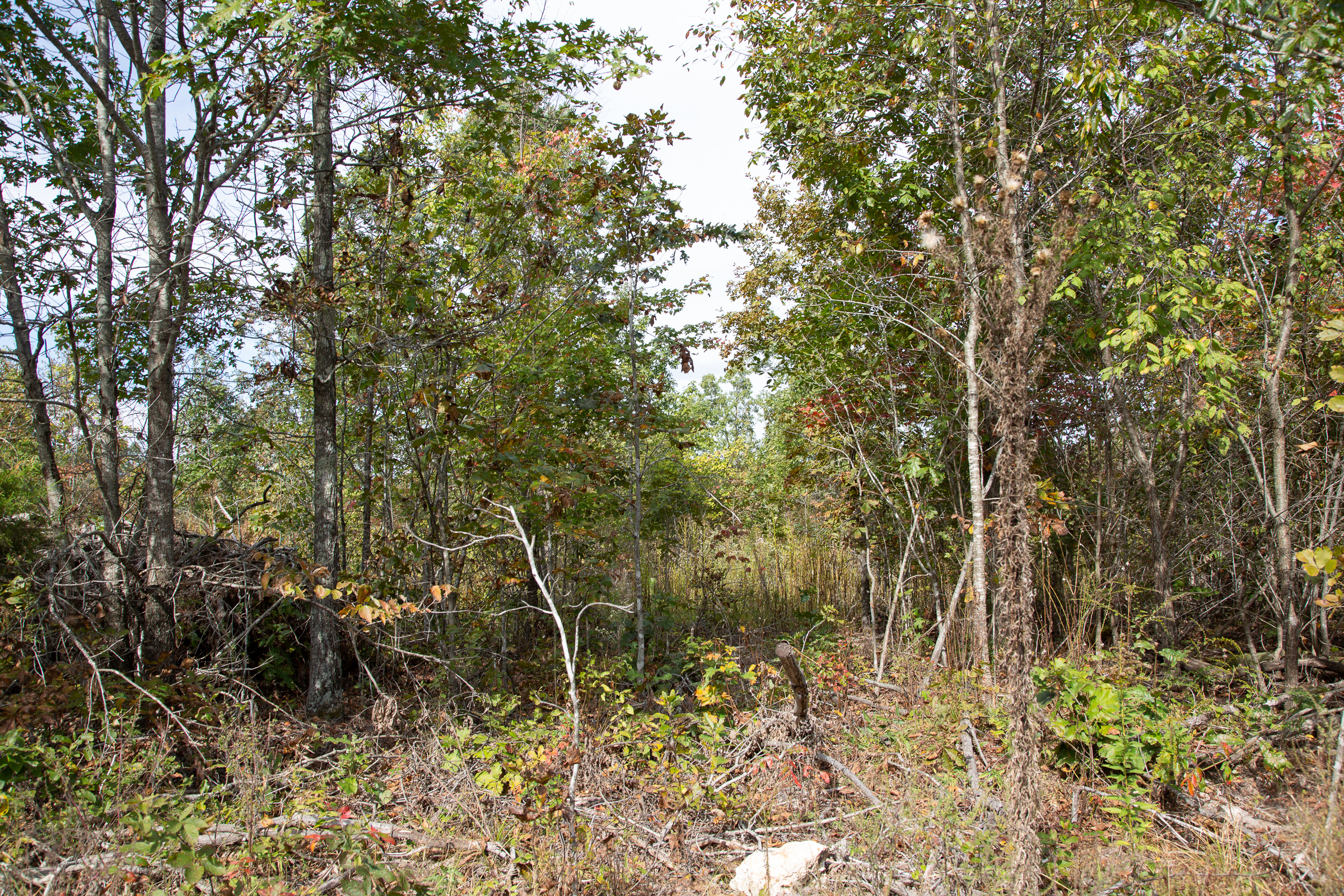 Tract 12 at Borgmanns Hollow Phase I in Shannon County, Missouri