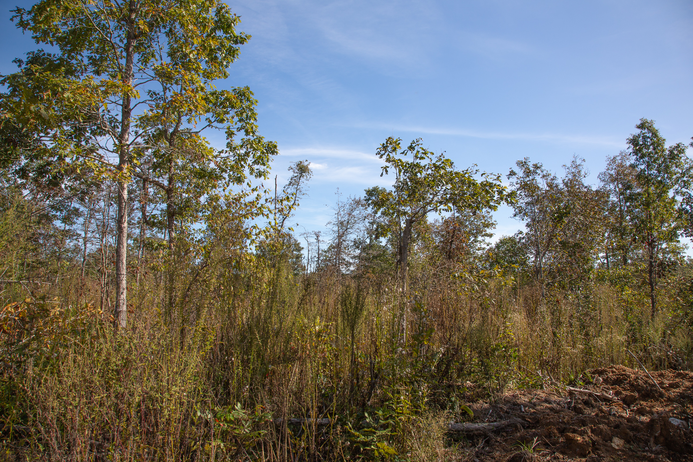 Tract 13 at Borgmanns Hollow Phase I in Shannon County, Missouri