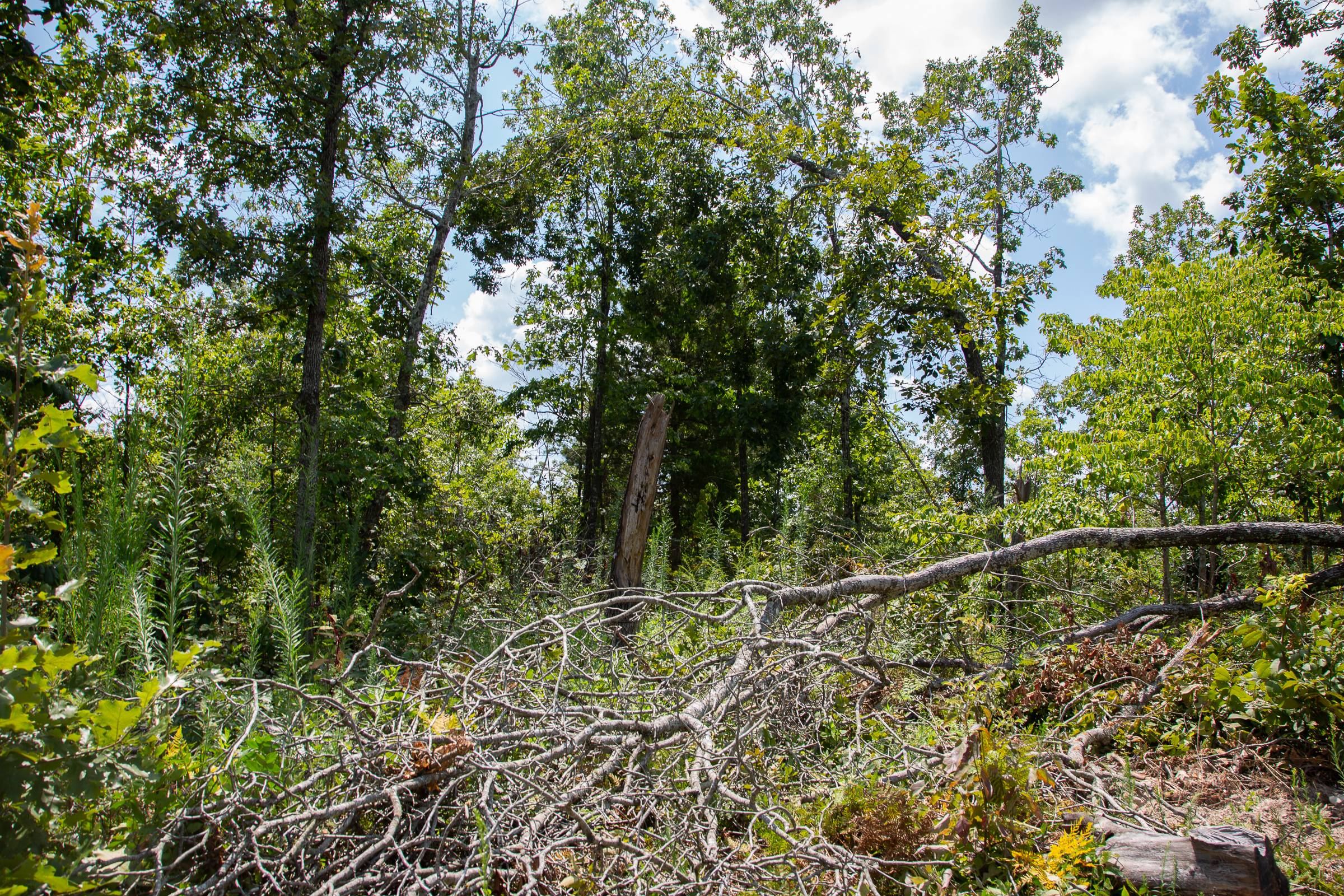 Tract 15 at Borgmanns Hollow Phase I in Shannon County, Missouri