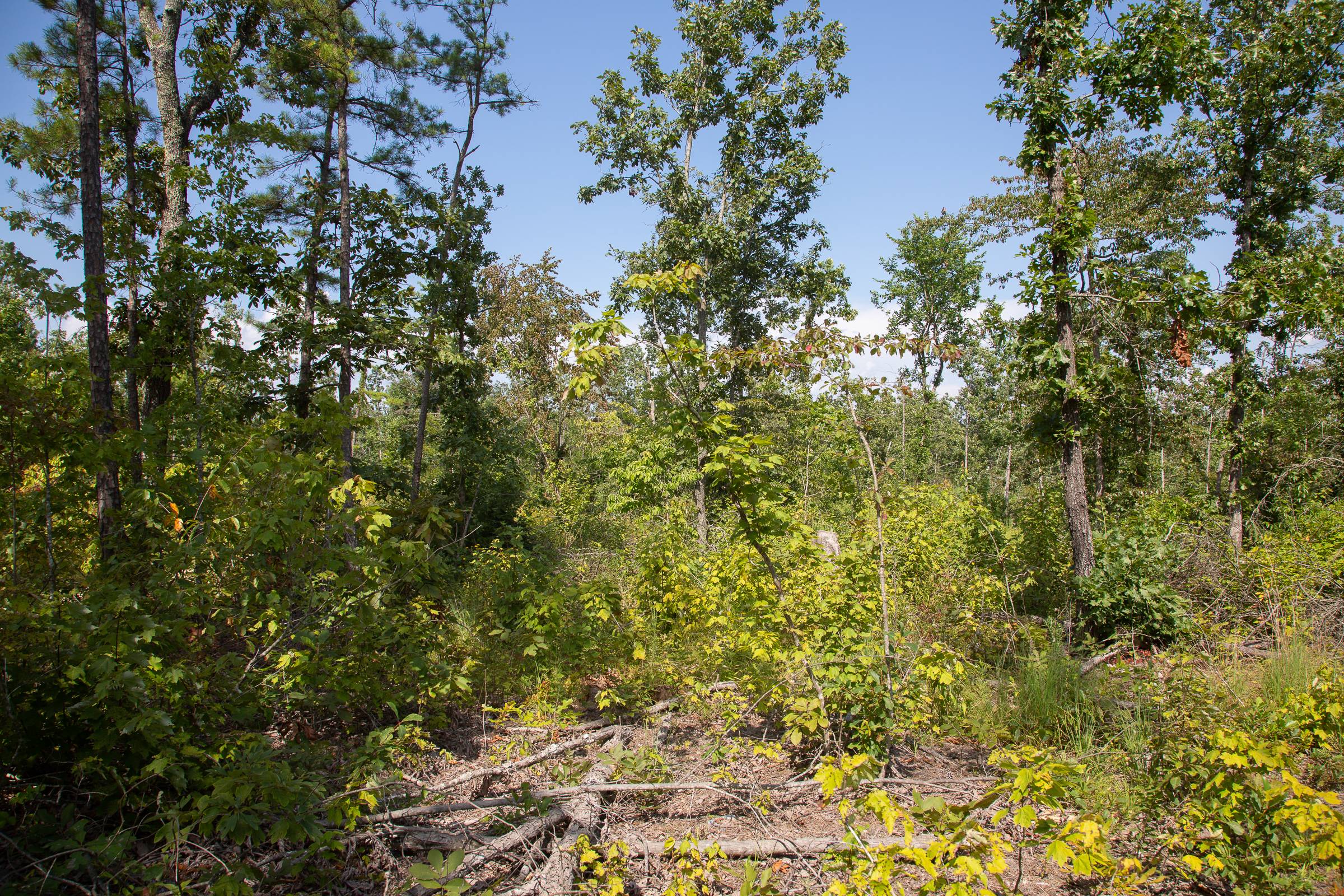 Tract 18 at Borgmanns Hollow Phase I in Shannon County, Missouri