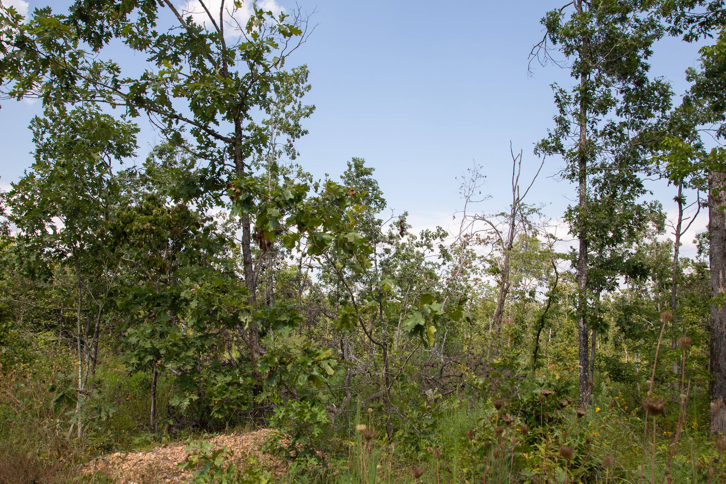Tract 19 at Borgmanns Hollow Phase I in Shannon County, Missouri