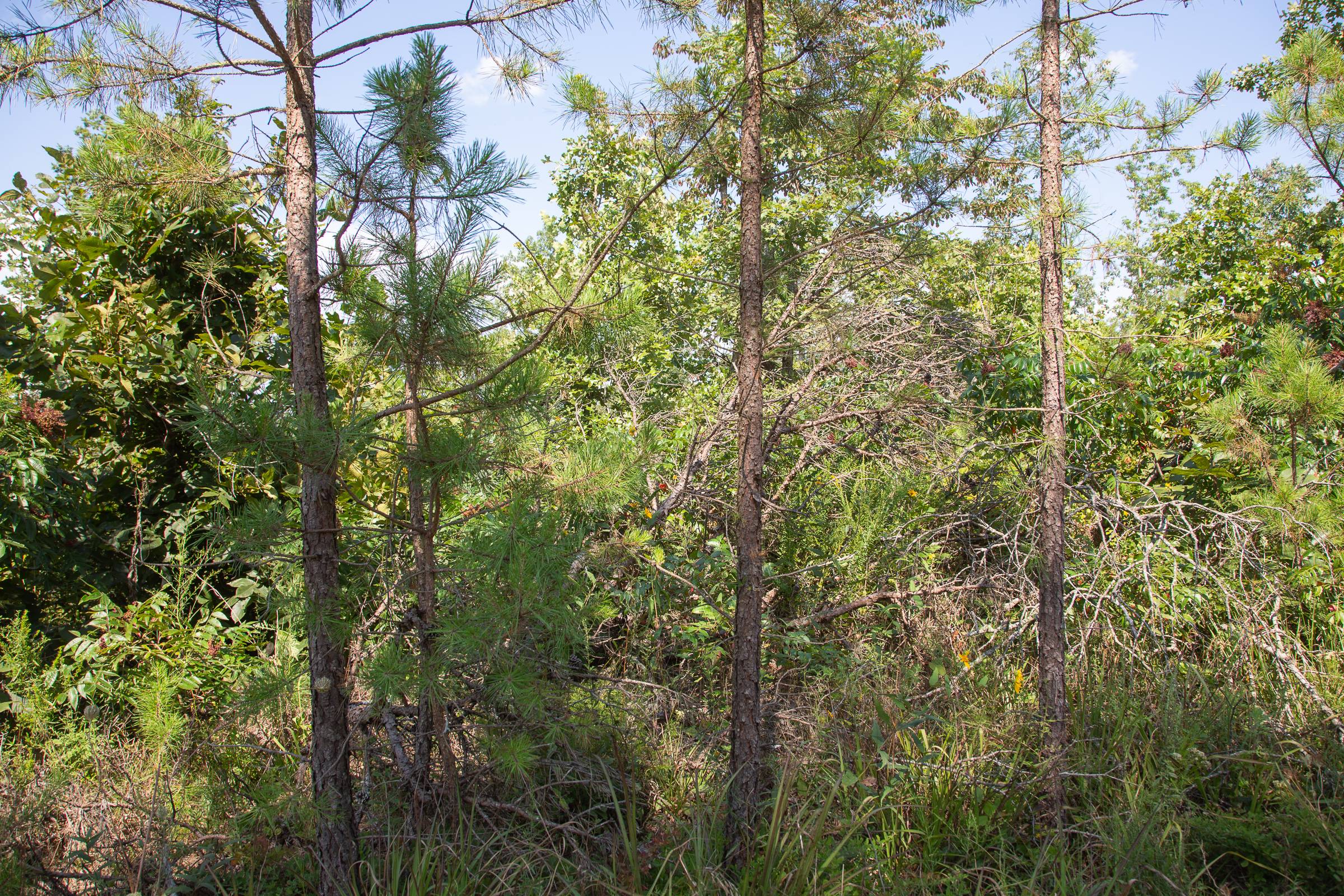 Tract 20 at Borgmanns Hollow Phase I in Shannon County, Missouri