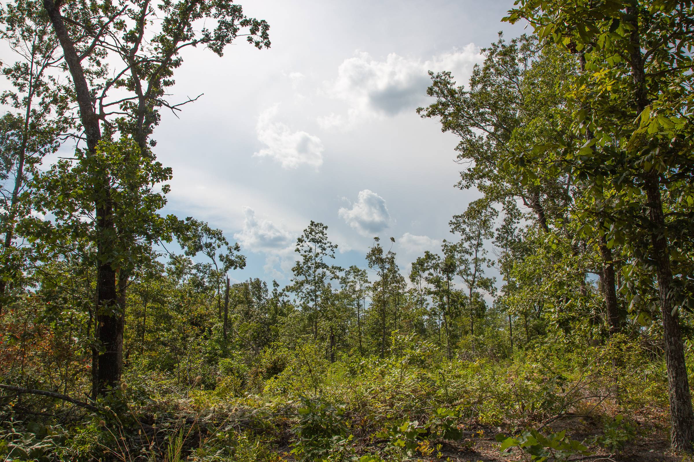 Tract 21 at Borgmanns Hollow Phase I in Shannon County, Missouri