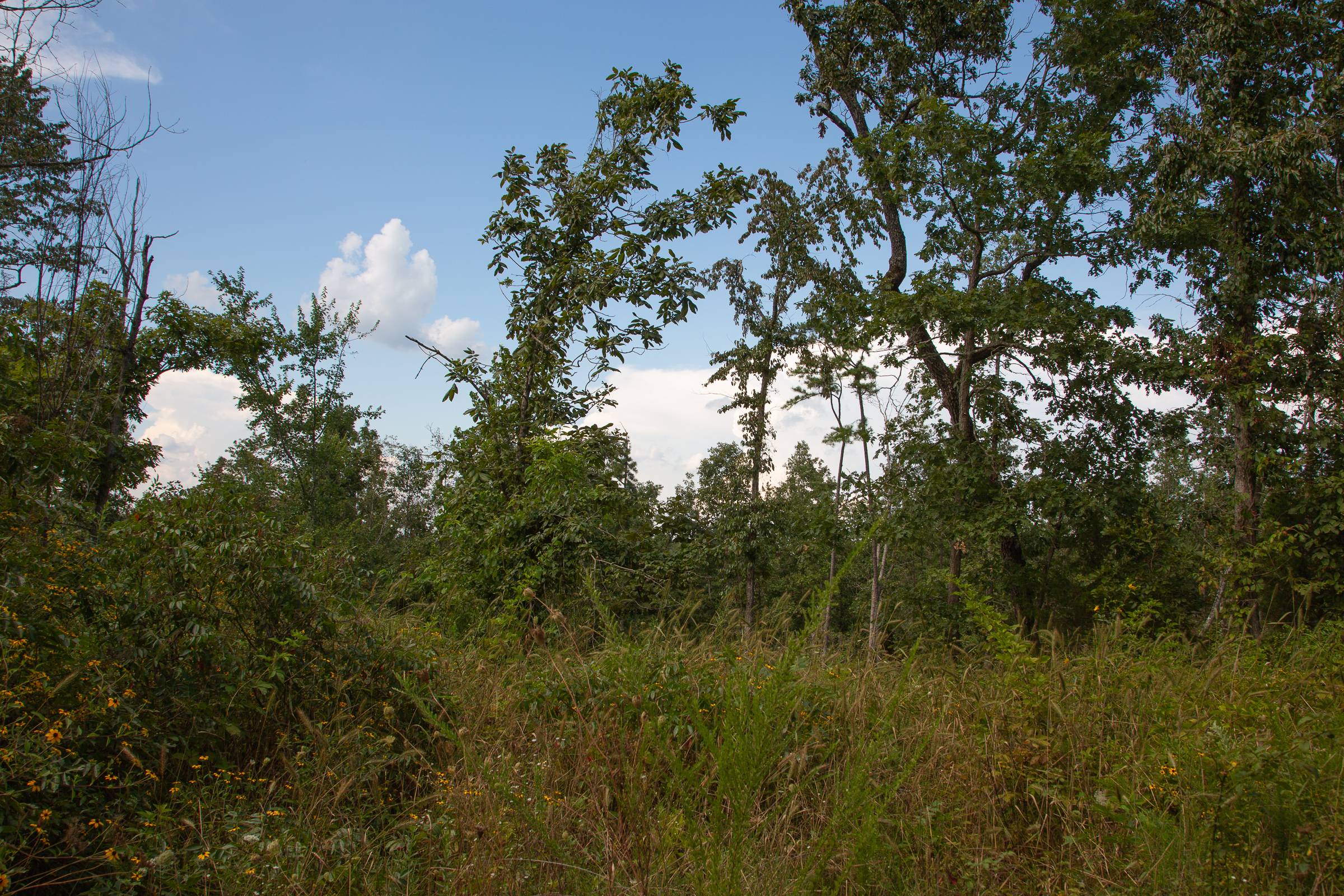 Tract 22 at Borgmanns Hollow Phase I in Shannon County, Missouri