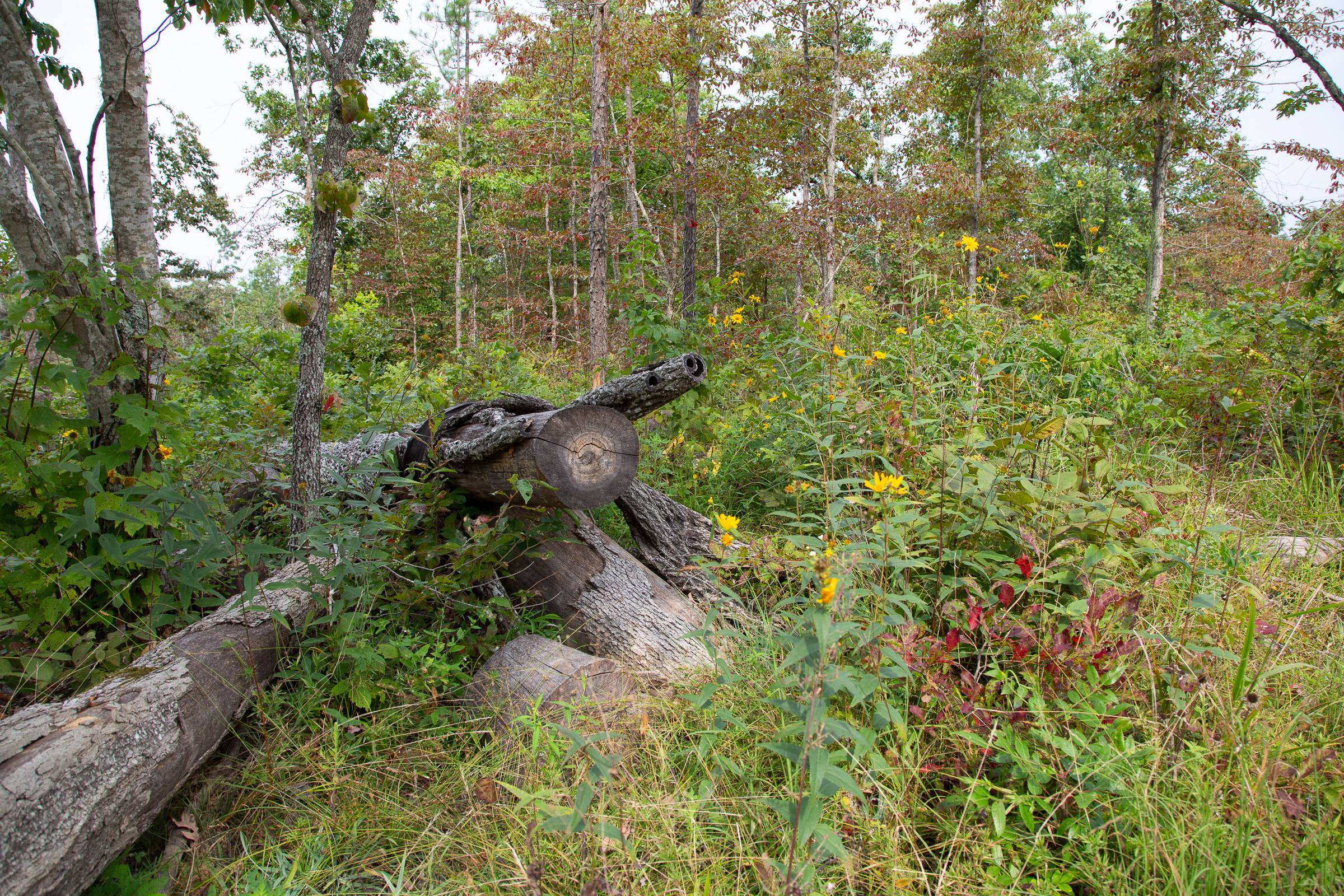 Tract 24 at Borgmanns Hollow Phase I in Shannon County, Missouri