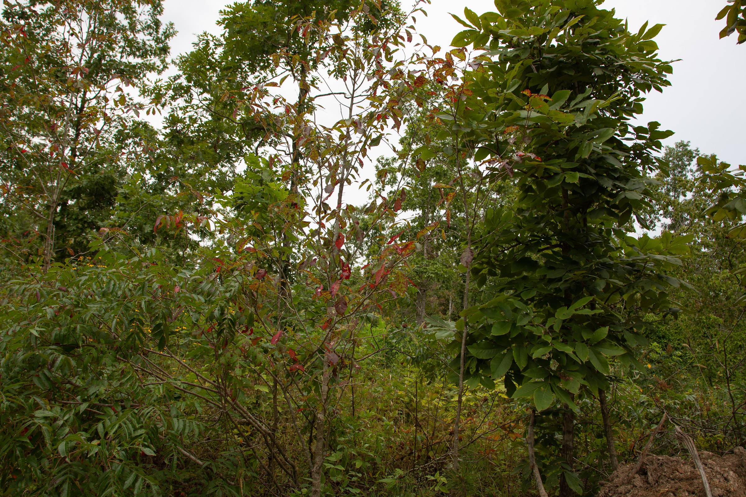 Tract 25 at Borgmanns Hollow Phase I in Shannon County, Missouri