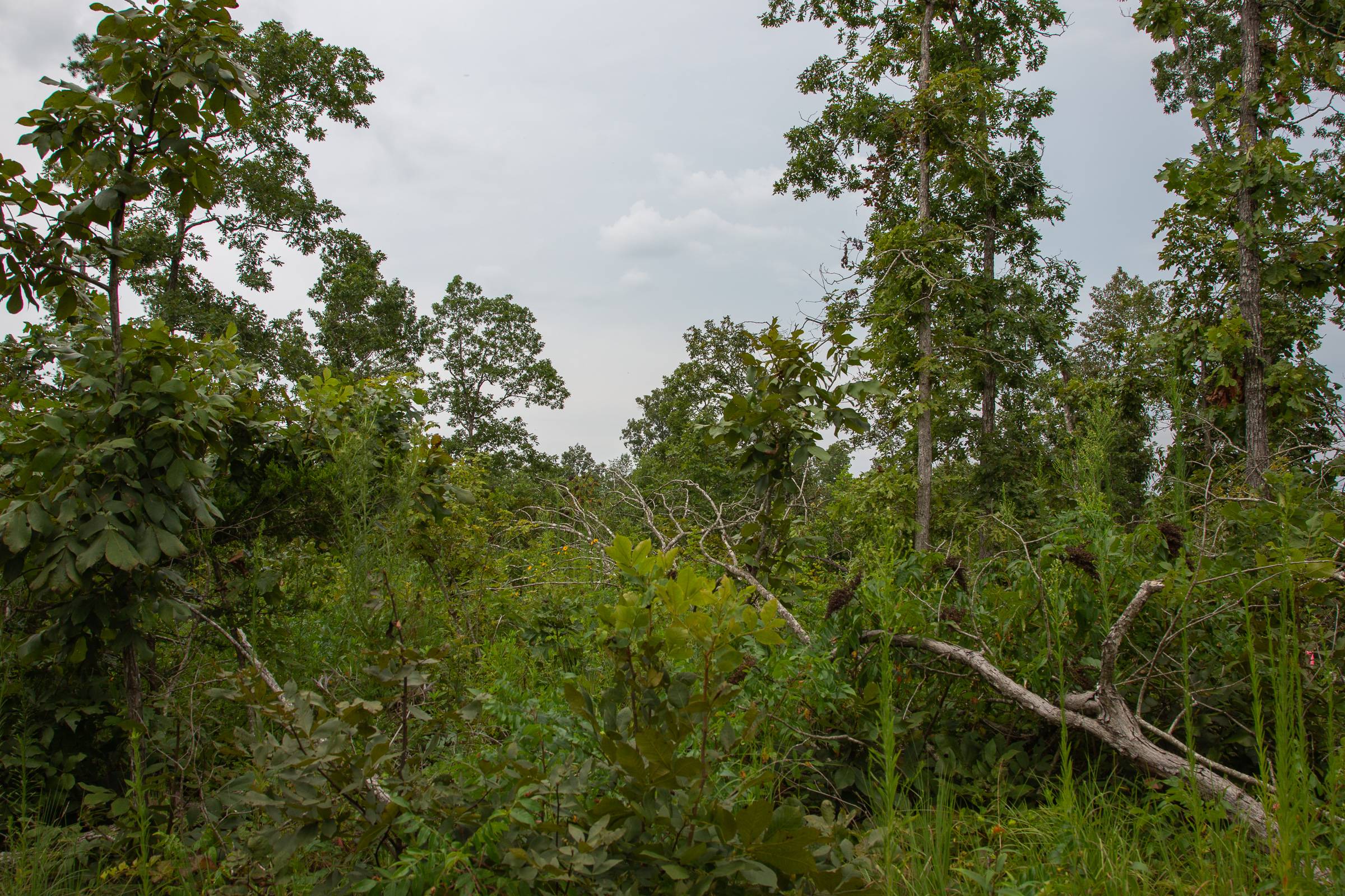 Tract 26 at Borgmanns Hollow Phase I in Shannon County, Missouri