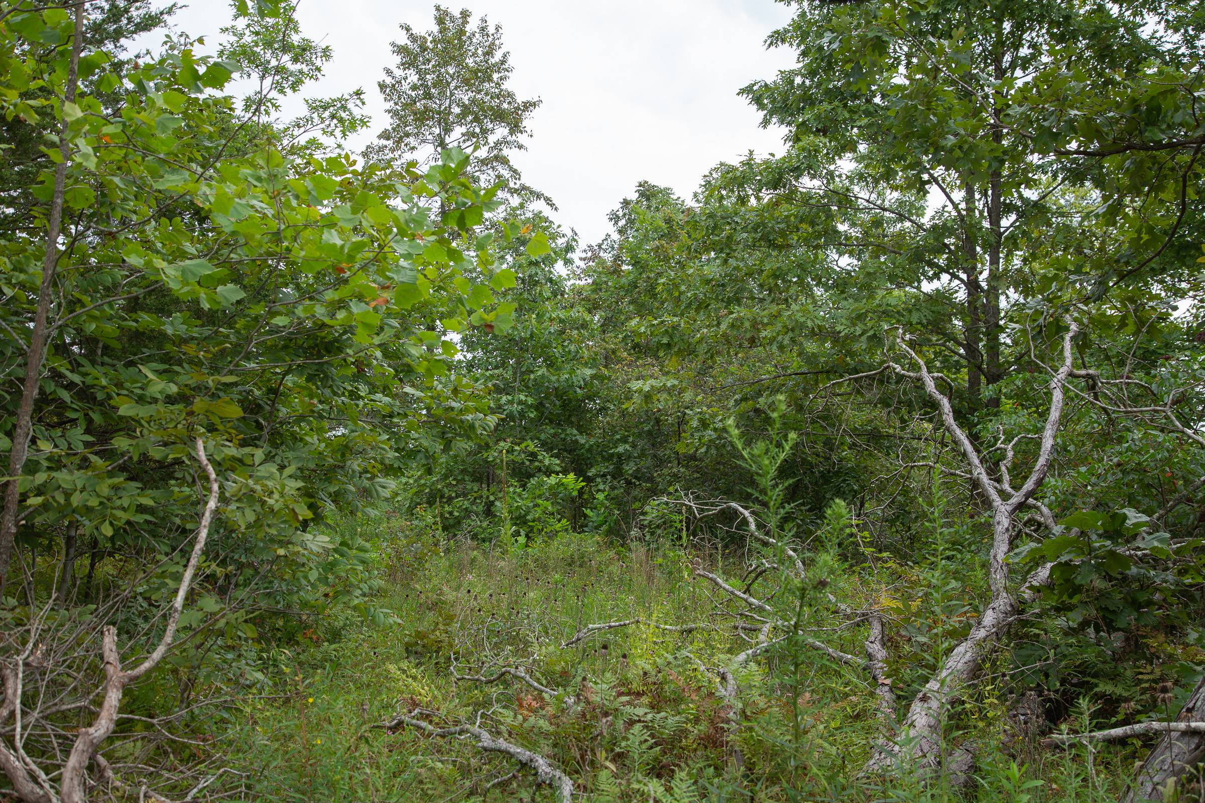 Tract 27 at Borgmanns Hollow Phase I in Shannon County, Missouri