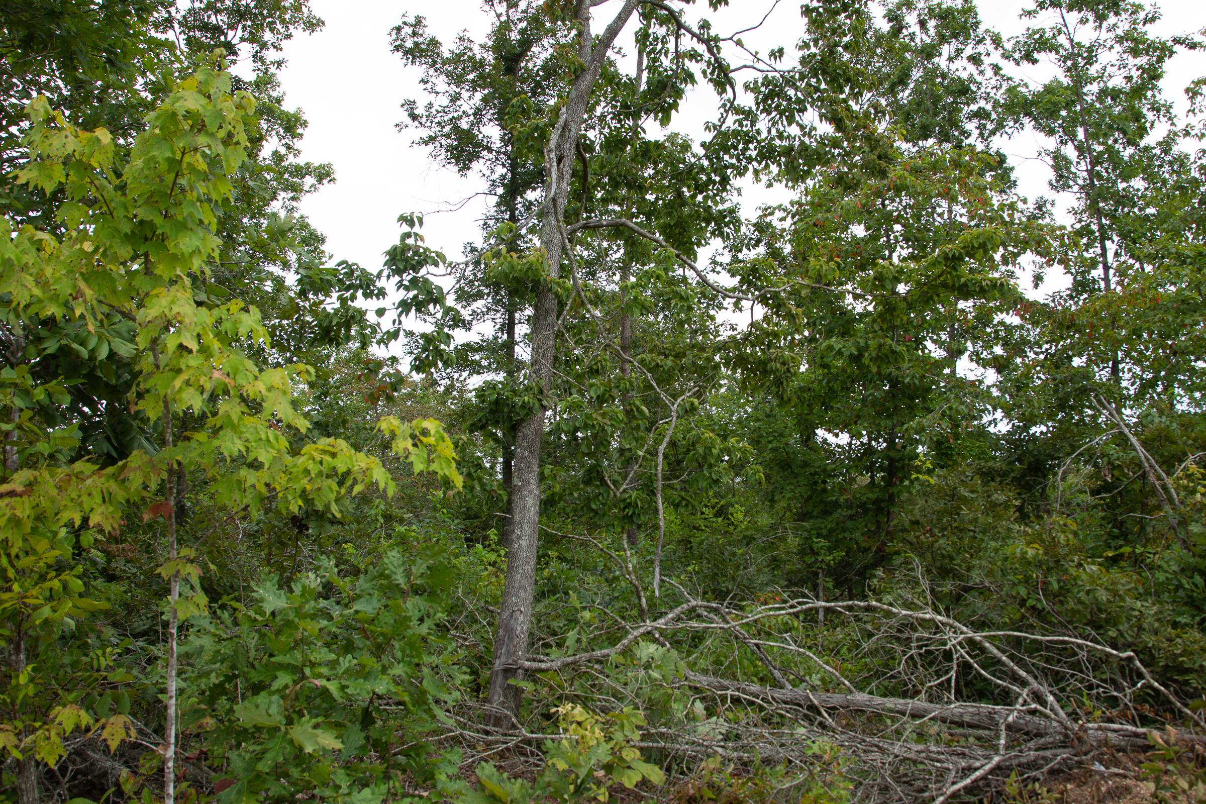 Tract 28 at Borgmanns Hollow Phase I in Shannon County, Missouri