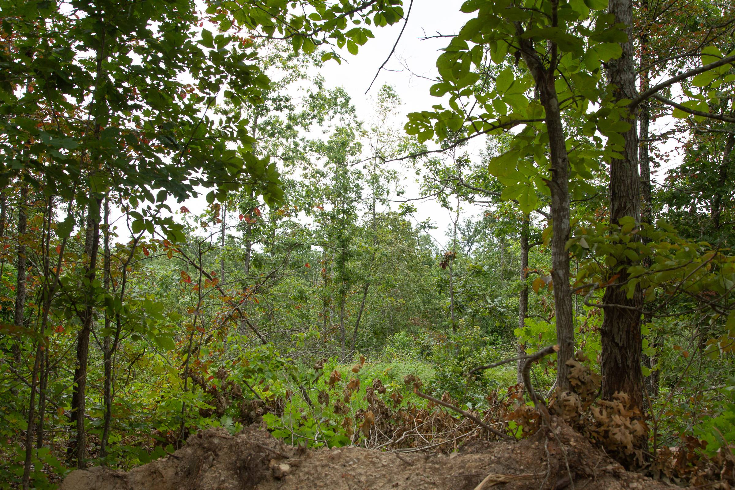 Tract 29 at Borgmanns Hollow Phase I in Shannon County, Missouri