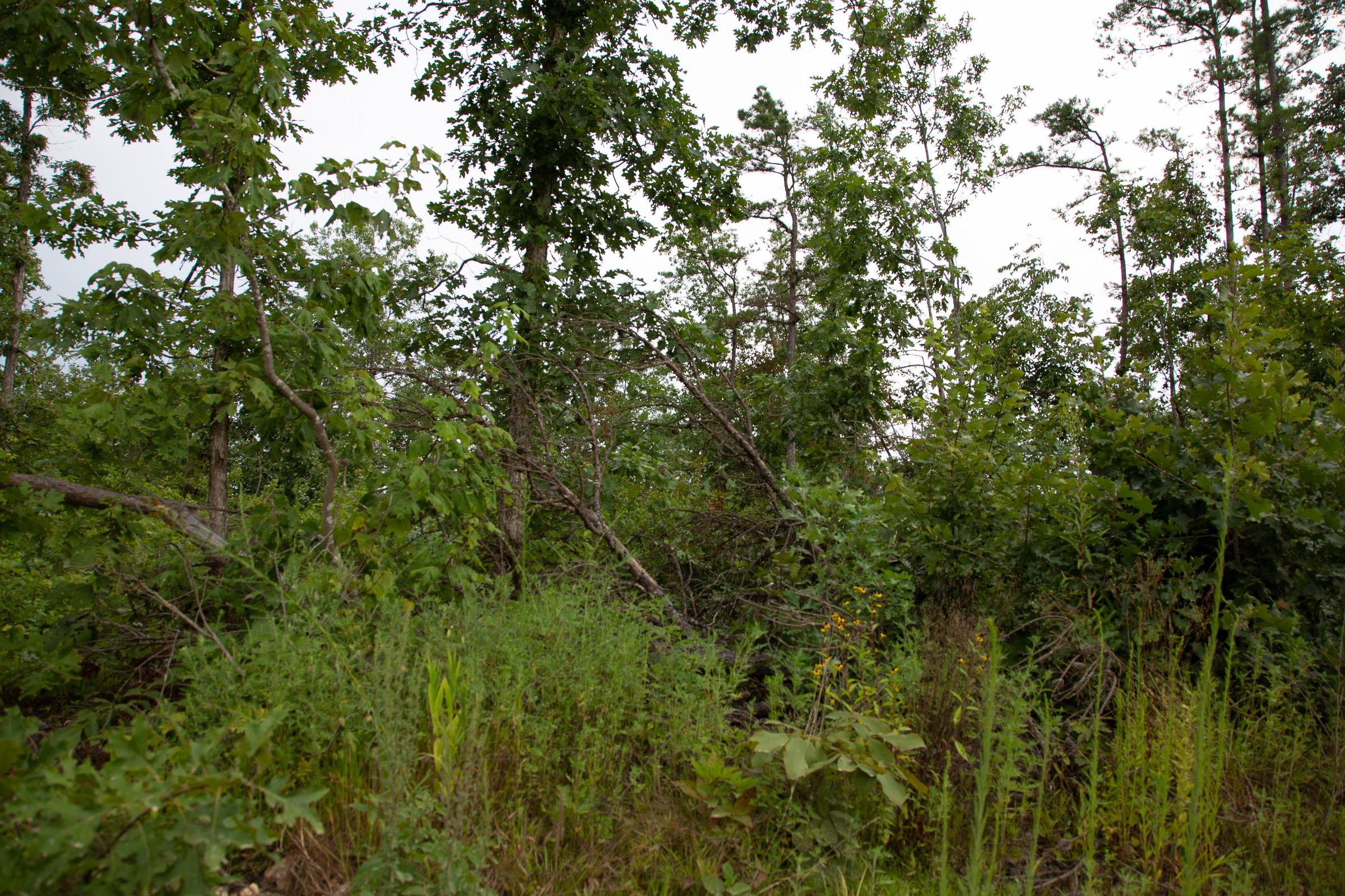 Tract 30 at Borgmanns Hollow Phase I in Shannon County, Missouri