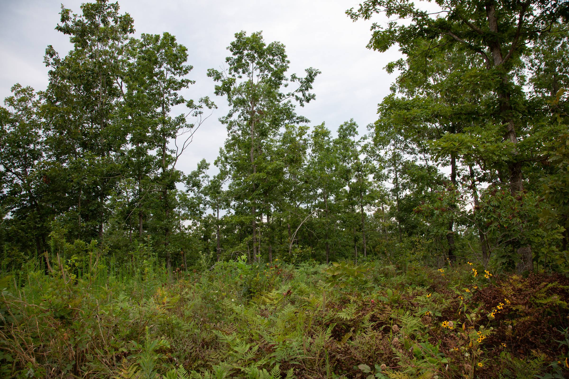 Tract 31 at Borgmanns Hollow Phase I in Shannon County, Missouri