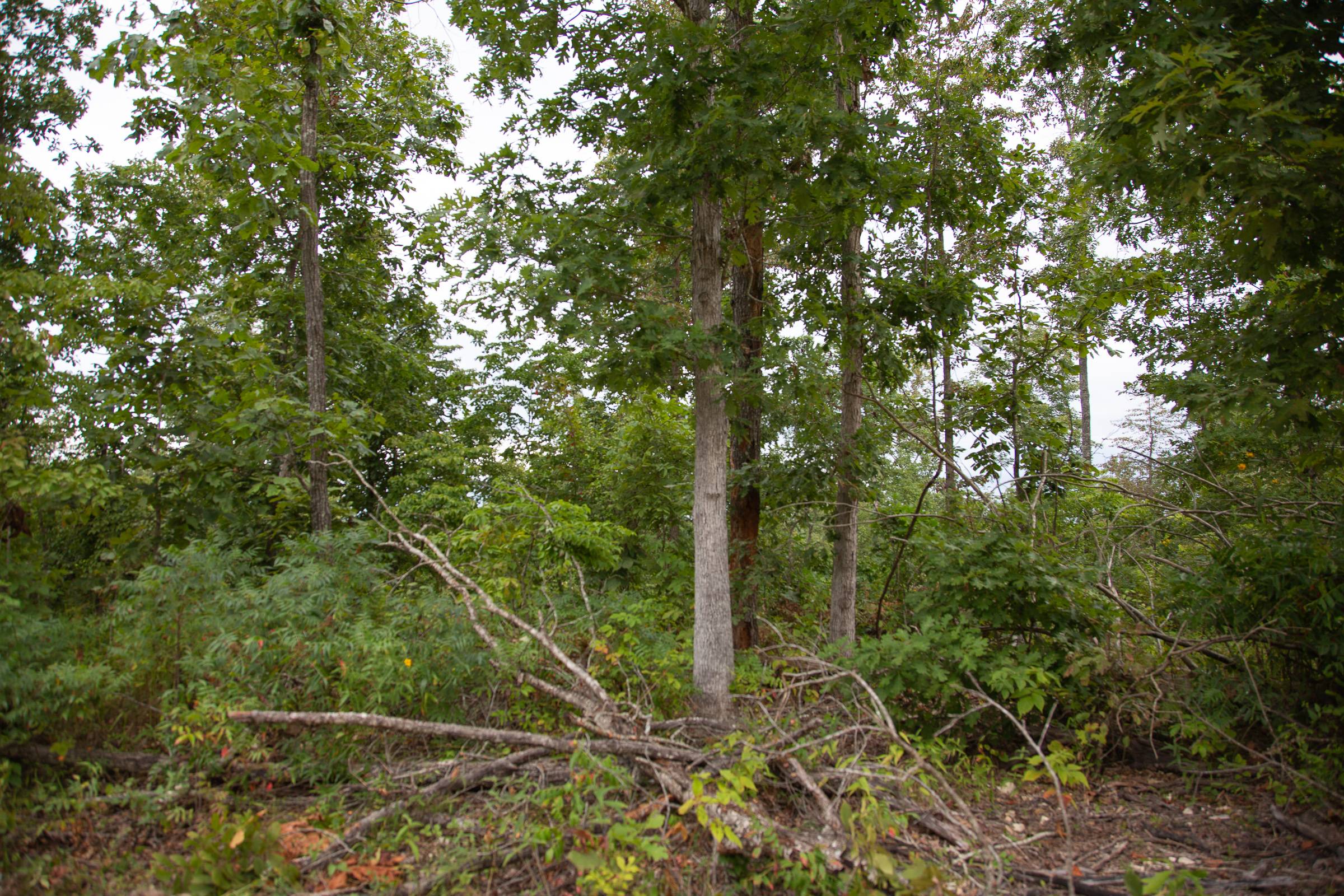Tract 4 at Borgmanns Hollow Phase I in Shannon County, Missouri