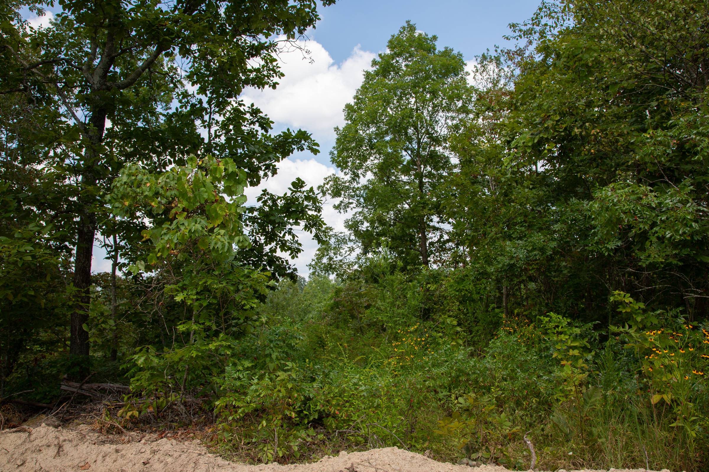 Tract 5 at Borgmanns Hollow Phase I in Shannon County, Missouri