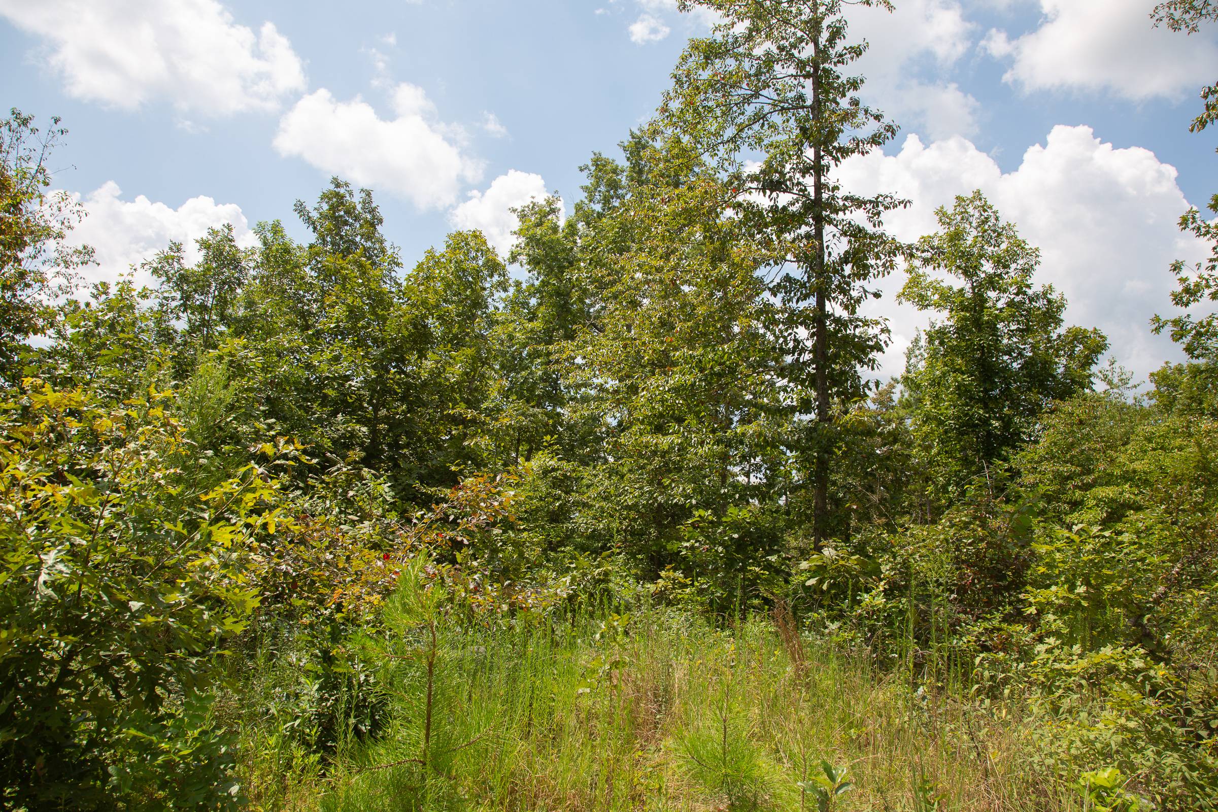 Tract 8 at Borgmanns Hollow Phase I in Shannon County, Missouri