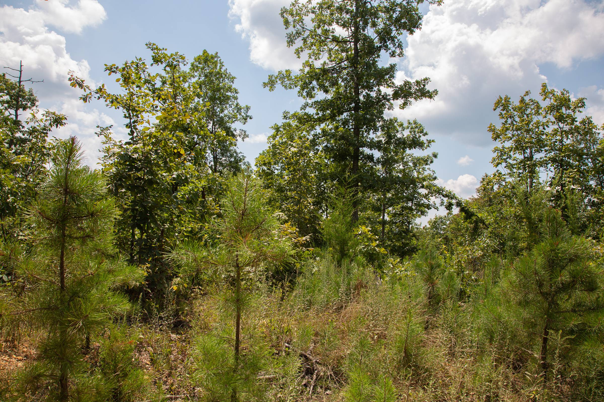 Tract 9 at Borgmanns Hollow Phase I in Shannon County, Missouri
